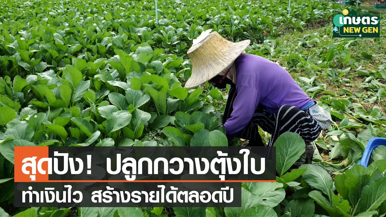 สุดปัง! ปลูกกวางตุ้งใบ ทำเงินไว สร้างรายได้ตลอดปี | เกษตรนิวเจน