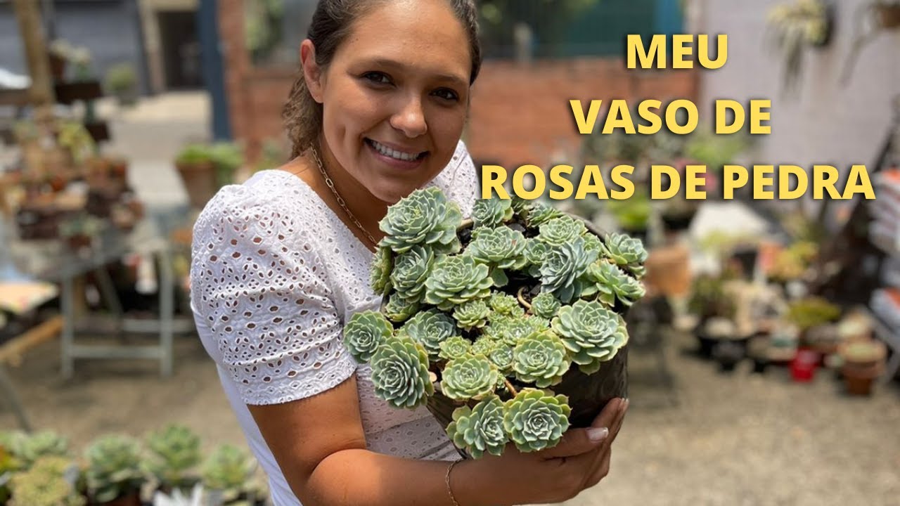 COMO PLANTAR ROSAS DE PEDRA🍀