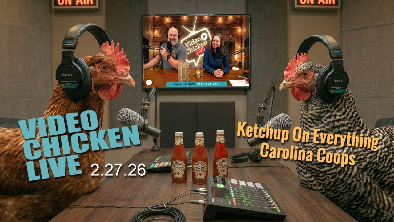 Video Chicken Live - 2.27.26 - Ketchup On Everything Carolina Coops