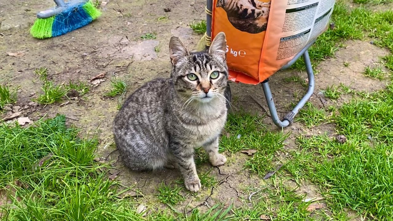 Cute cats living in the park. I gave them food.