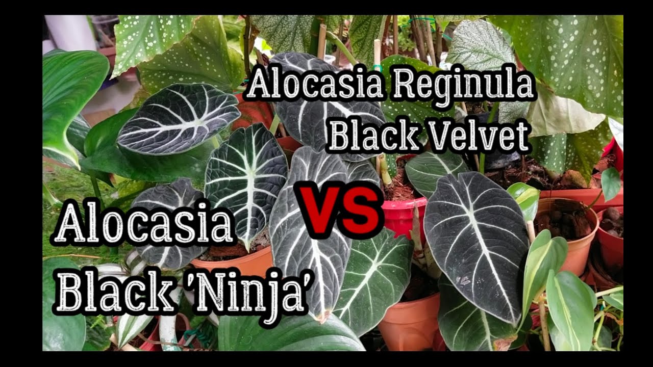 Разница между Alocasia Black 'Ninja' и Alocasia Reginula 'Black Velvet'
