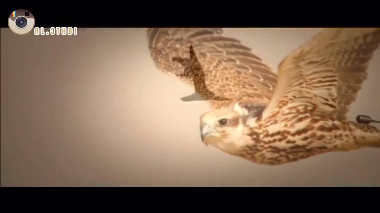 جديد وحصري شله الموسم 🔥 جعل الحيأ يسقي زكريت و بروق وذخان . كلمات :سعيد بن حوبان اداء:هادي بن جابر