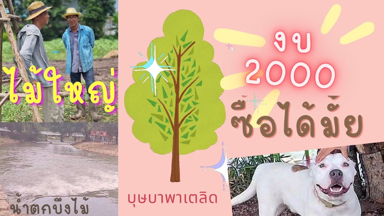 ep.14  ลุยแหล่งไม้ล้อมสระบุรี | น้ำตกบึงไม้ | ลงต้นไม้