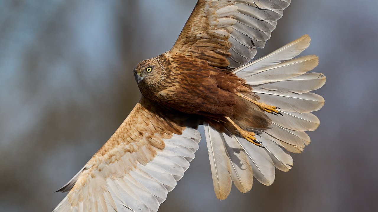 Western marsh harriers vs Sony a1