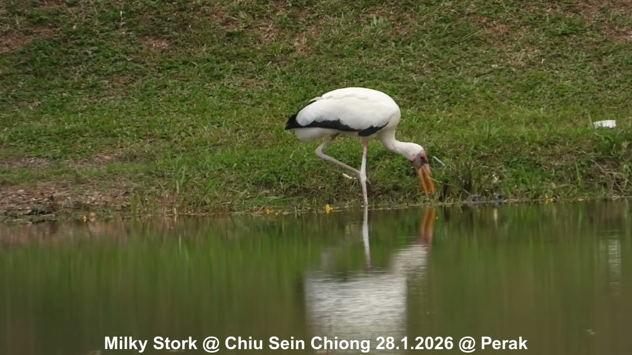 Milky Stork @ Chiu S C DSCN1774