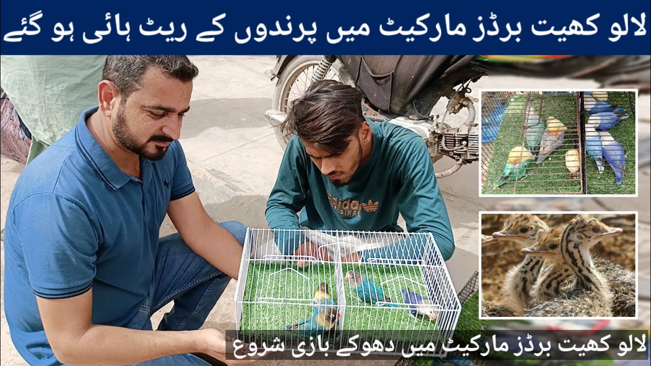 Lalukhet Birds Market Sunday Video Latest Update 24-9-23 in Urdu/Hindi