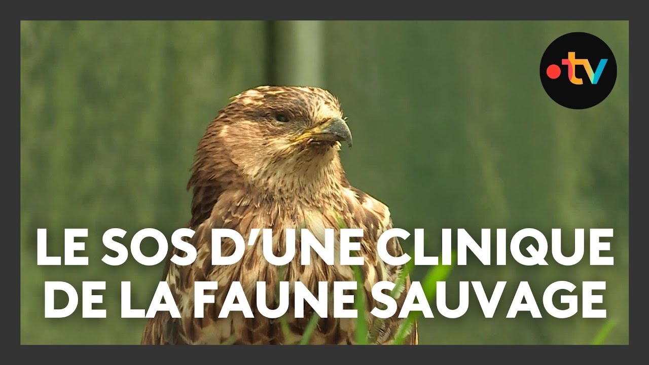 Un centre de soins de la faune sauvage manque de moyens