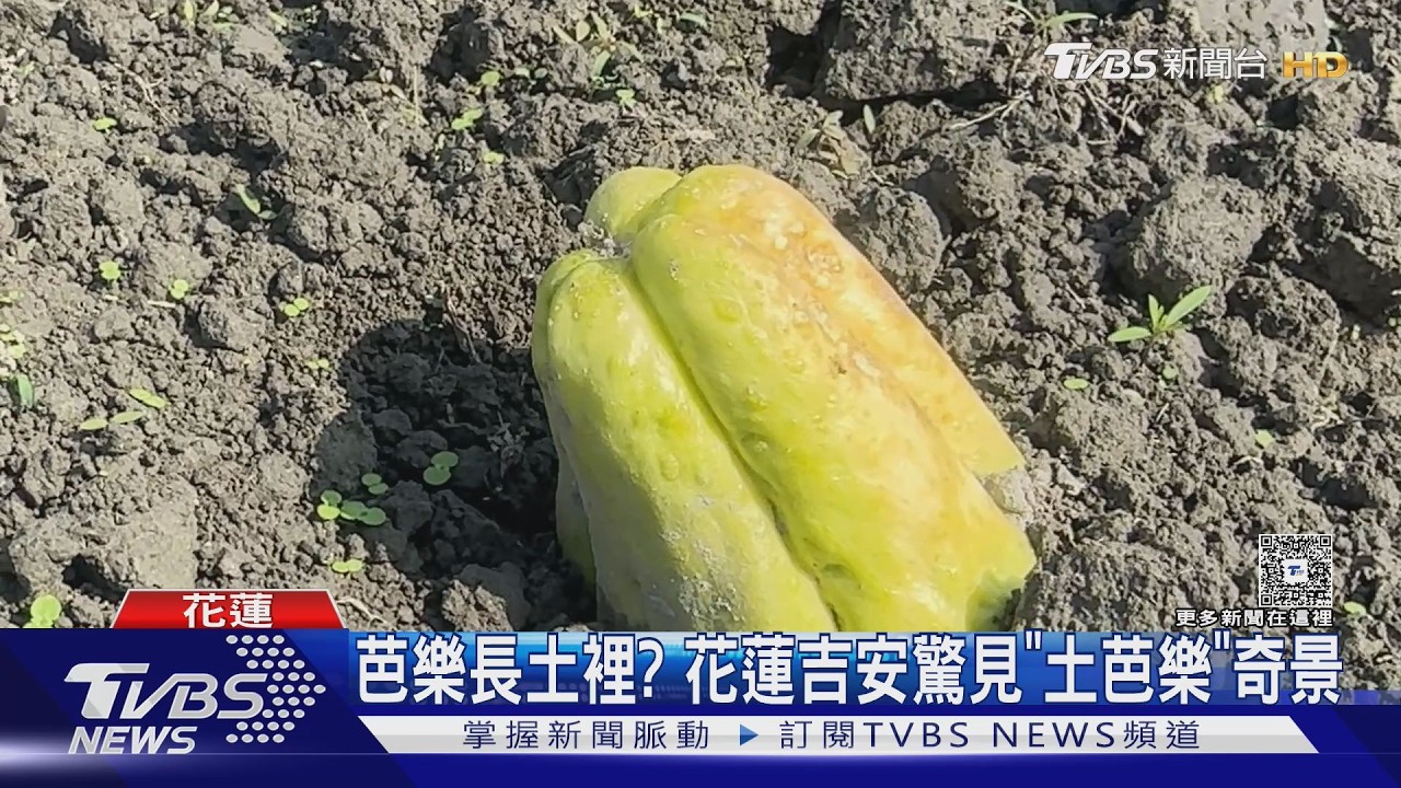芭樂長土裡? 花蓮吉安驚見「土芭樂」奇景｜TVBS新聞 @TVBSNEWS01