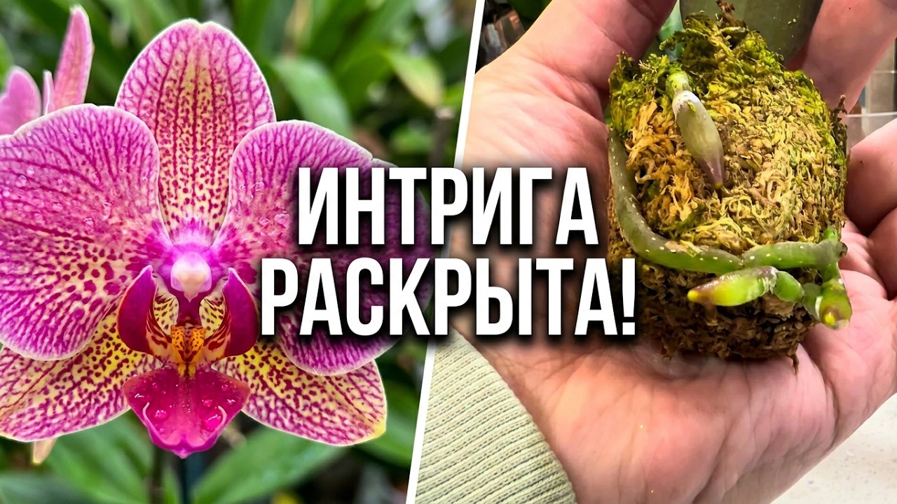 Азиатские орхидеи начинают ПЕРВОЕ цветение! Интрига раскрыта 😉 Сезон пересадок ОТКРЫТ. #orchid #fyp 
