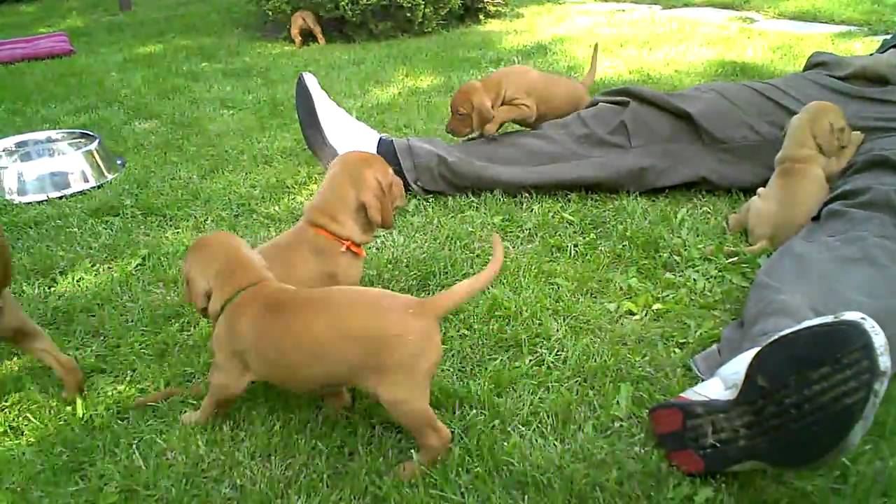 Tomas a steniatka madarska vyzla