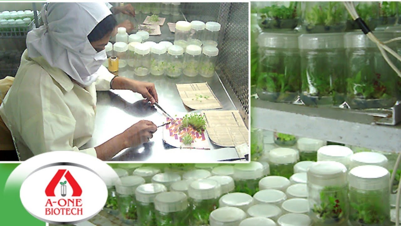 Pune Nursery Tour/A-One Biotech & Tissue Culture Pvt. Ltd./Kailas Jadhav/Maharashtra-410506