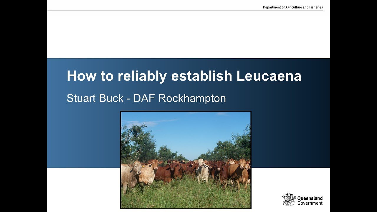 How to reliably establish leuceana.