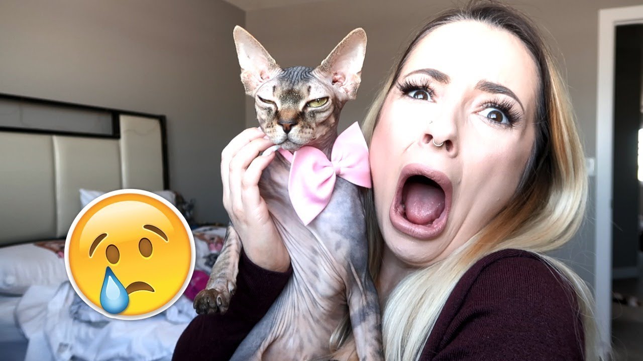 I Did Something HORRIBLE To My Cat...