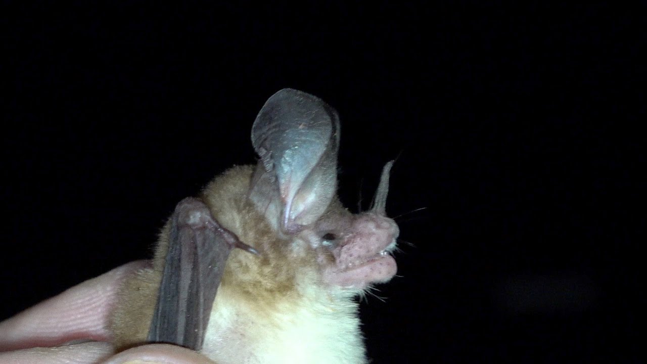 The Northern Big-eared Bat