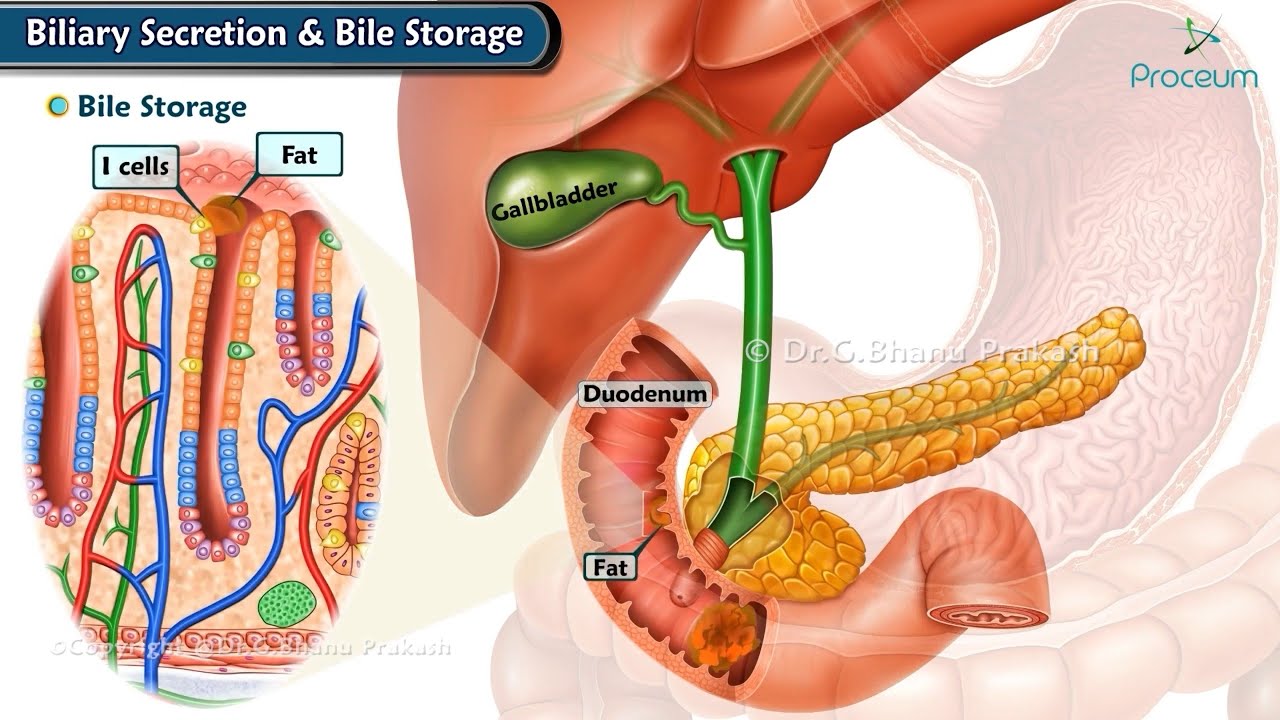 Biliary Secretion and Storage of Bile (Animation) / Physiology Usmle Step 1