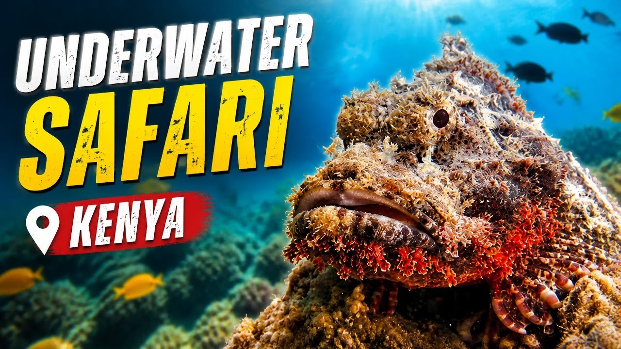 Scuba in Kenya? FANTASTIC Dives With Diving the Crab | Diani Beach