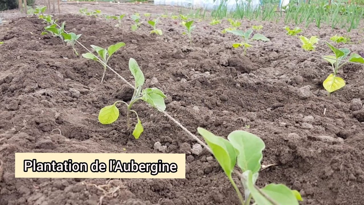 Comment je plante l'aubergine ? 2021