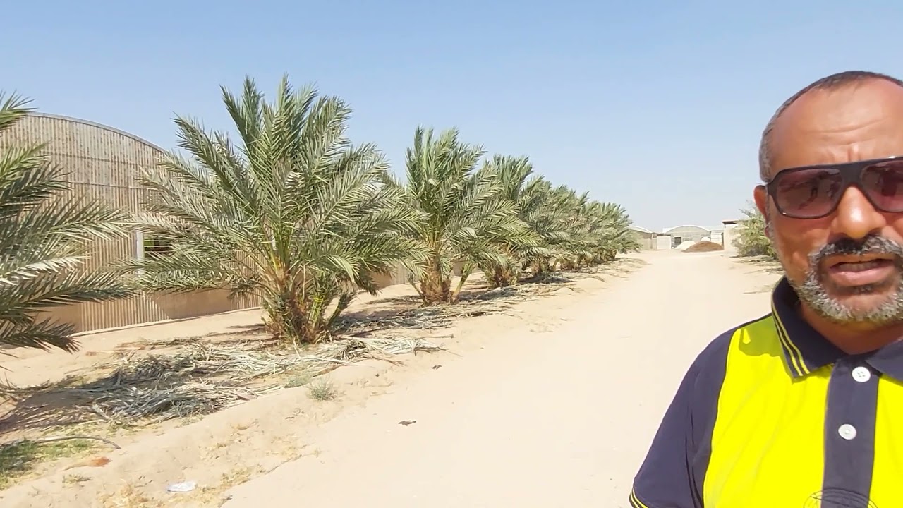 تقليم أشجار النخيل والخدمات التي تقدم للنخيل في الخريف بعد جني المحصول   مع الدكتور رجب الشبراوي