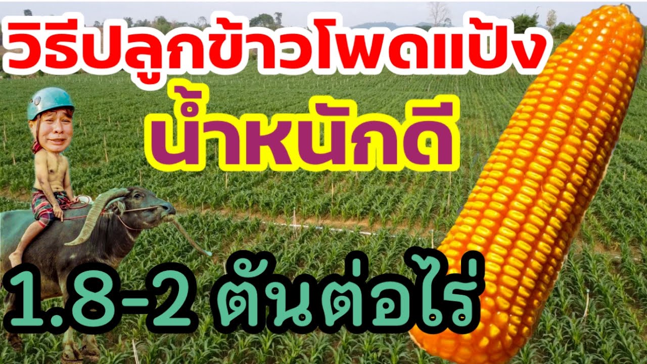เผยวิธีปลูกข้าวโพดให้ได้เงินล้าน | #อาต๋องยุแยง EP95