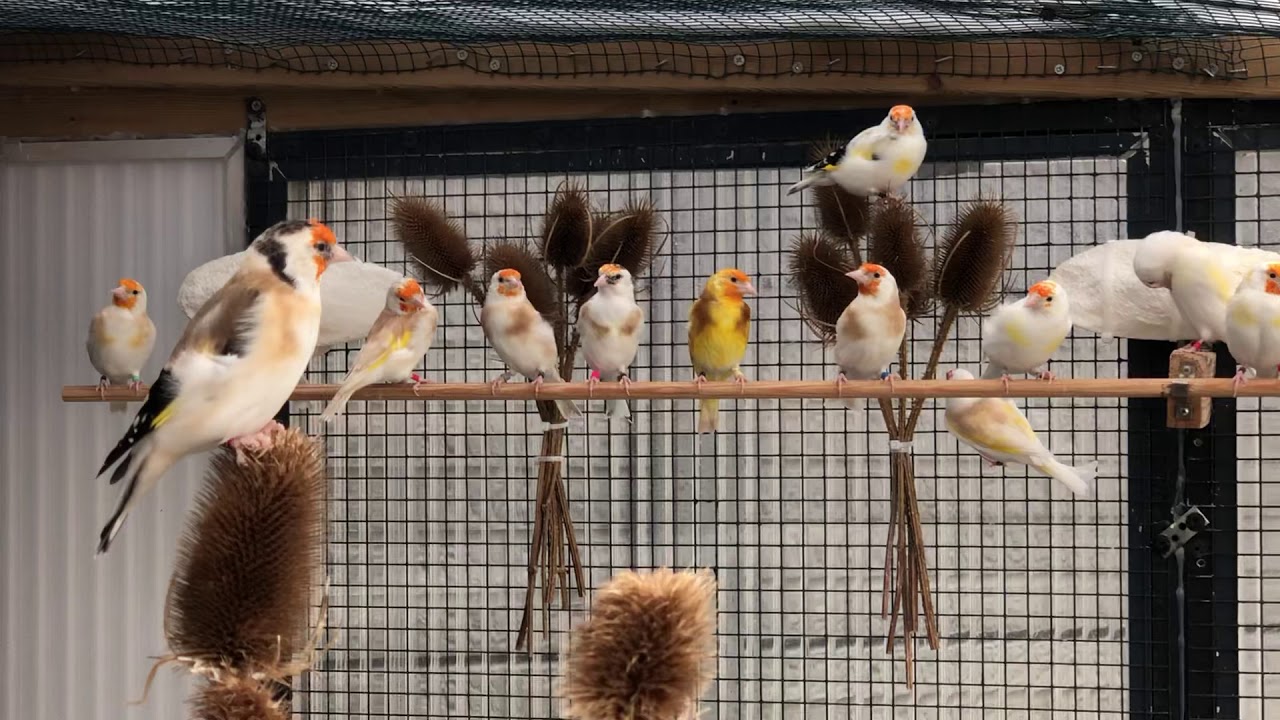 Saka Kuşu Saka Mutasyon Üretimi