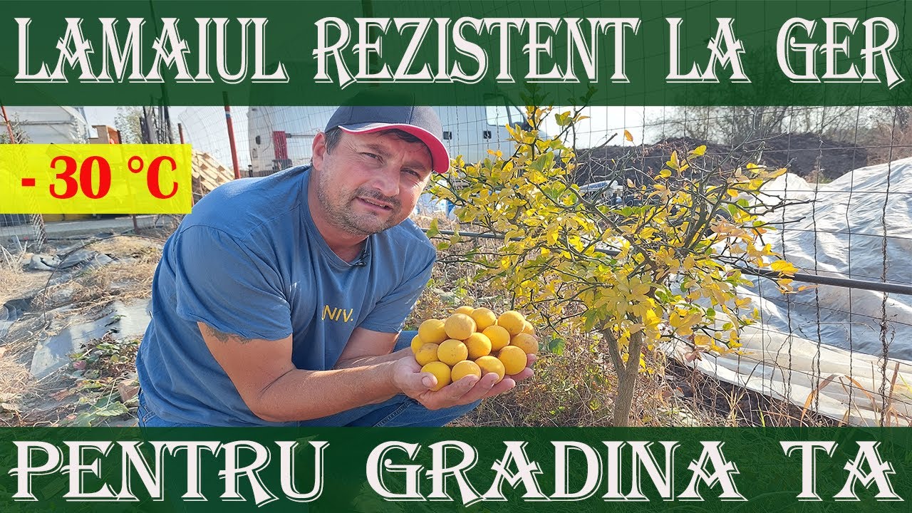 Citrus trifoliata, Poncirus trifoliata sau Lamaiul rezistent la ger ce poate fi cultivat in gradina.