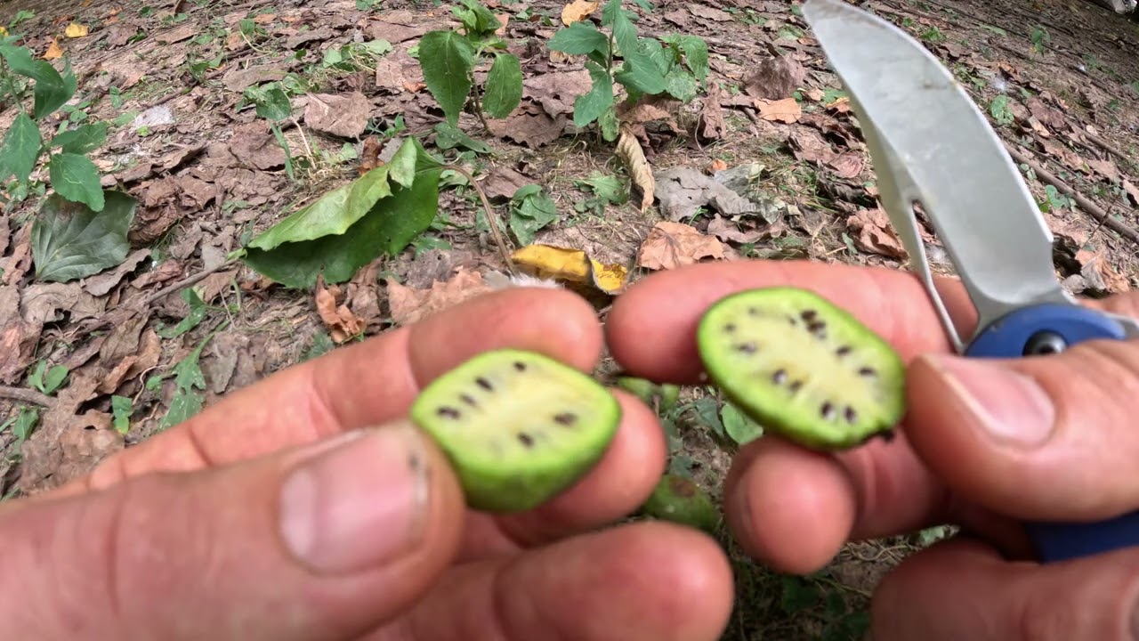 Cold Hardy Kiwi Vine Fruiting