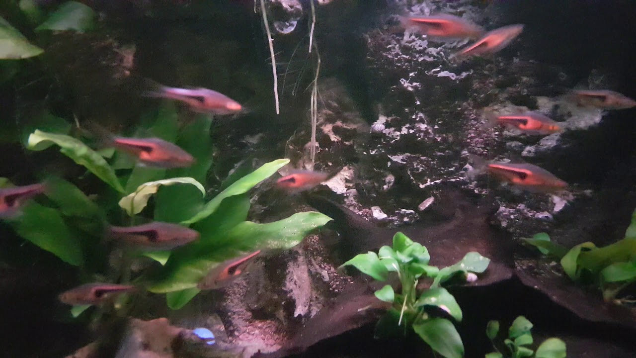 Trigonostigma espei (Lambchop rasbora) - march 2020