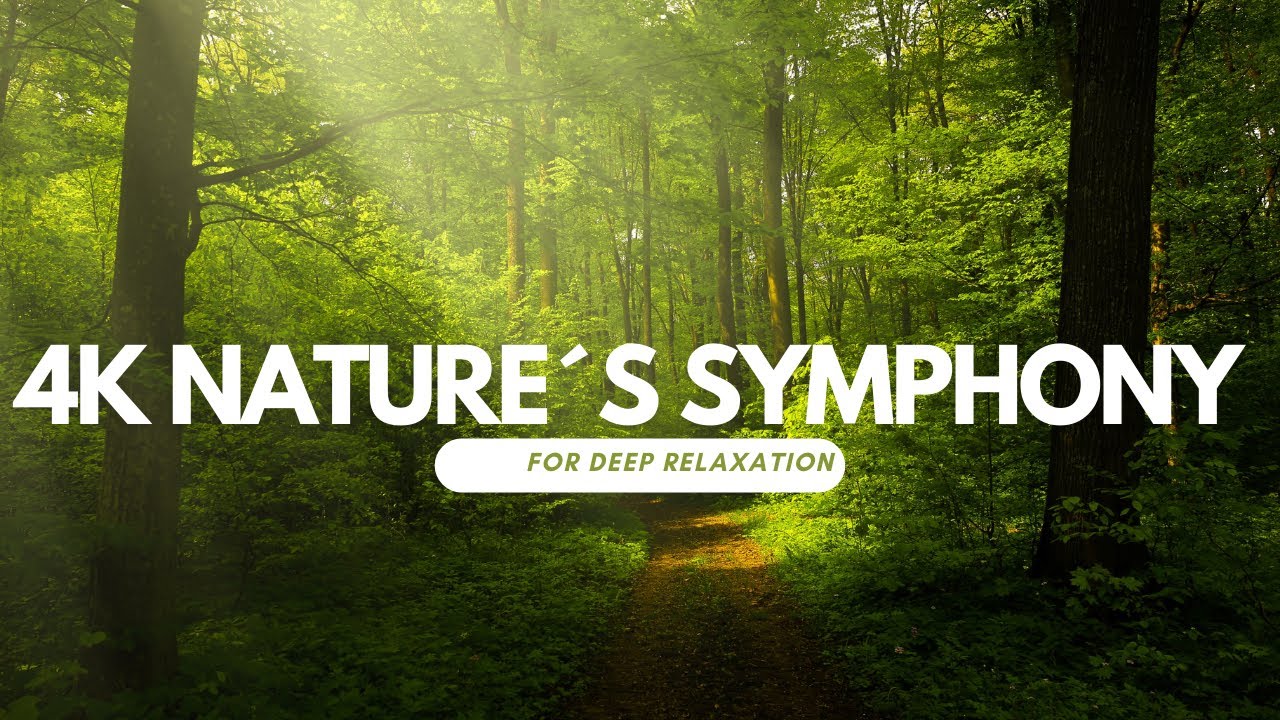 1H SANS PUB Sons Naturels de For&ecirc;t en 4K &ndash; Relaxation & M&eacute;ditation Sans Musique | Bruits Apaisants