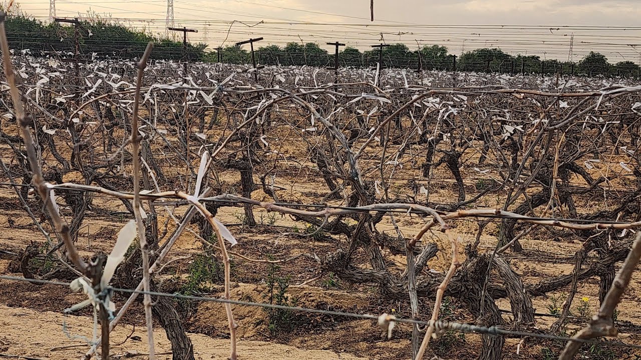 التربيط وتوزيع الطراحات في العنب البناتي 🍇 Thompson seedless Grape 