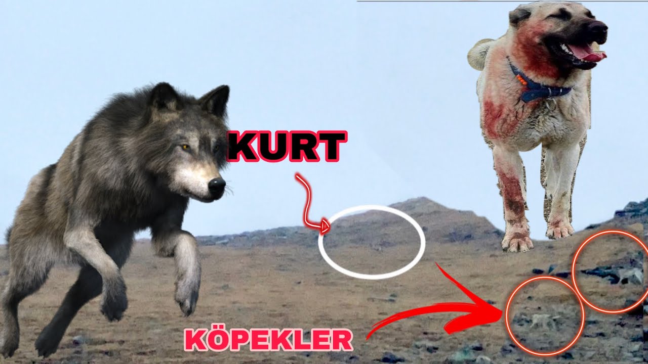 KÖPEKLER KURDUN PEŞİNDE--ŞİDDETLİ DOLU,ŞİMŞEKLER🥶