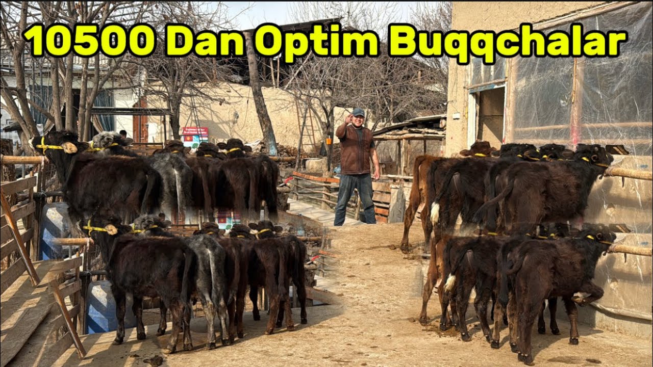 🥇DALABOP BUQACHALAR OPTIM NARXDA😱BUNAQASINI ANIQ TOPOLMAYSIZ💥