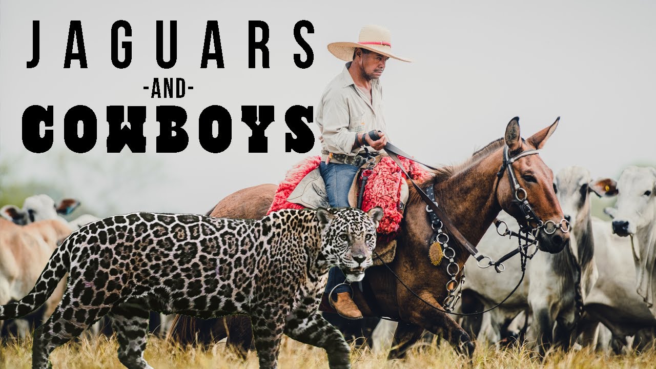 Jaguars & Cowboys | In the Field with Donal Boyd