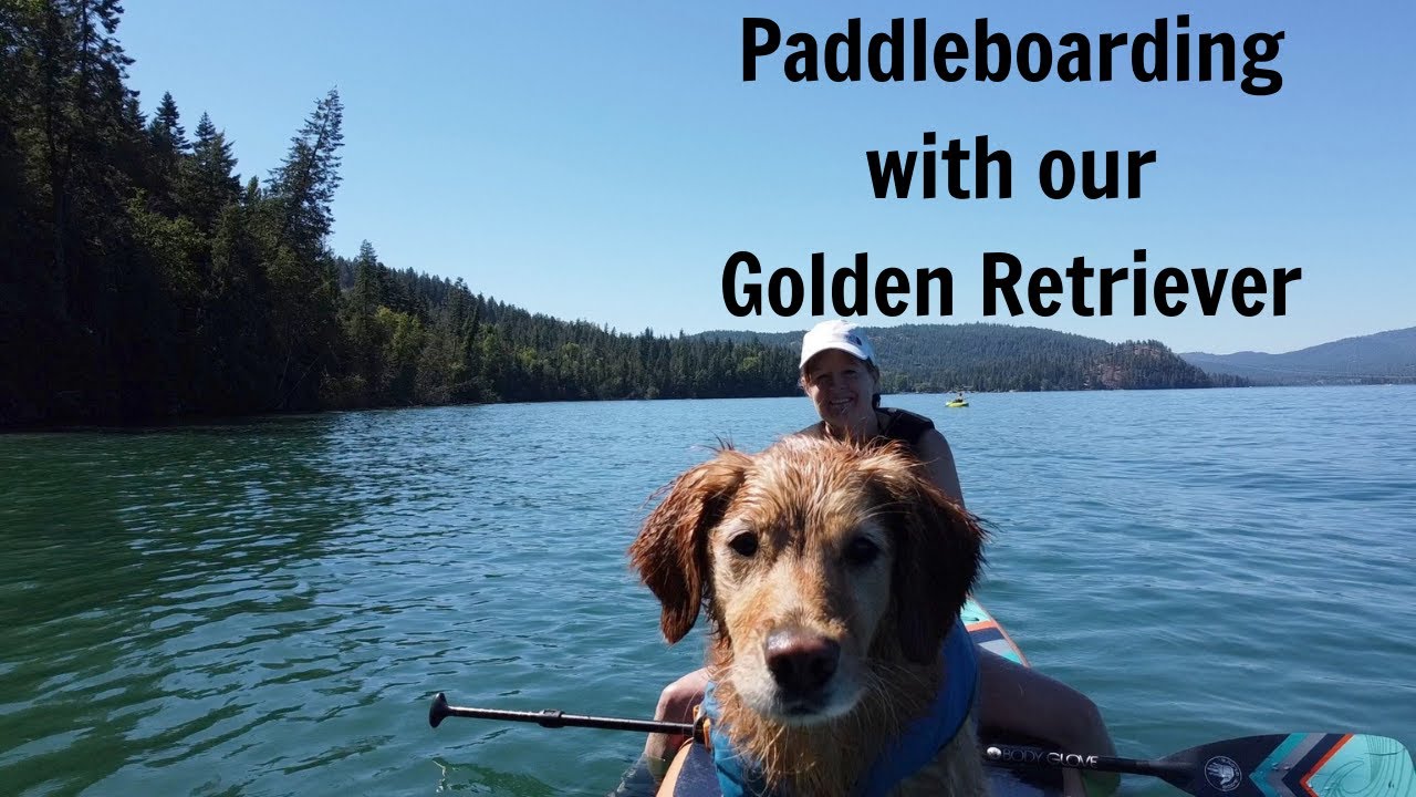 Paddle boarding with our Golden Retriever