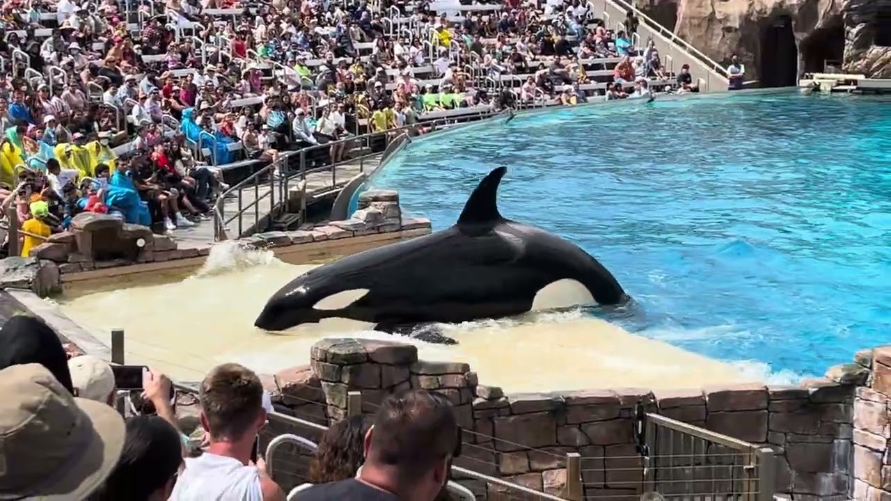 ORCA ENCOUNTER at SeaWorld San Diego