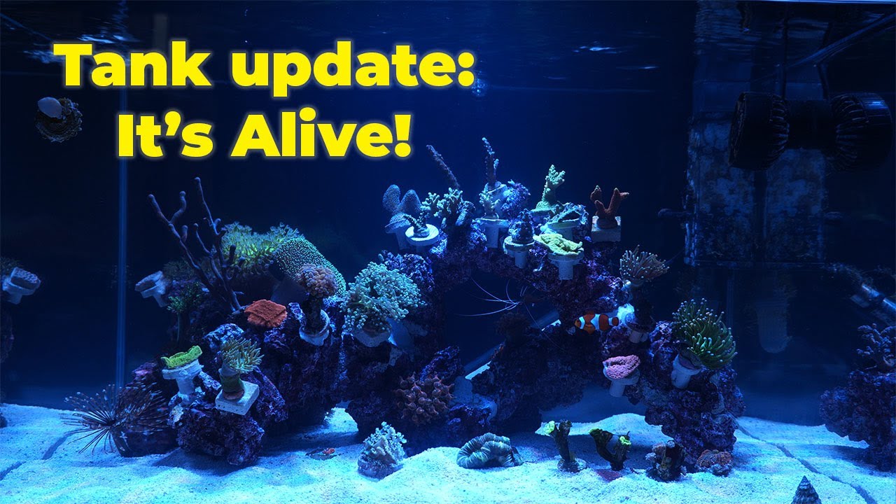 The Reef Awakens - Nano Reef Build Ep. 2