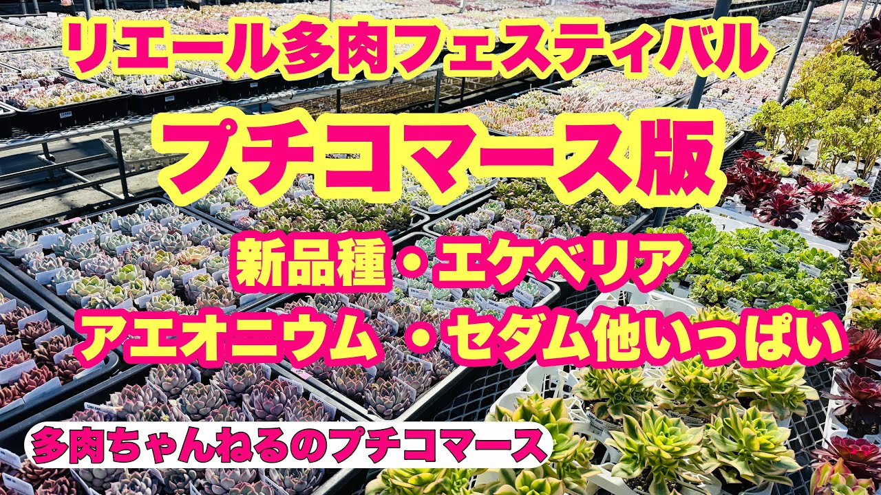 【多肉植物】新品種❣️エケベリア、アエオニウム 、セダム他いっぱい💖プチコマース版フェスティバル開催❣️