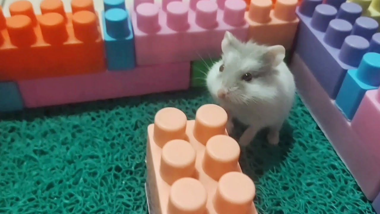 Funny hamster behavior while playing 🐹#hamsters #pets #cute #animals #funny #funnyhamster