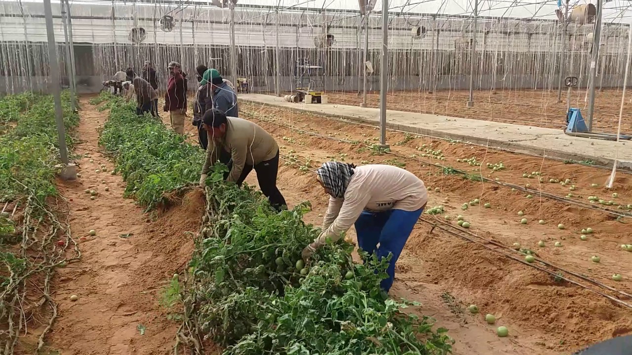 Saudi Arabia in green houses work (saudi arab me green houses ka kam kesa hota hai)Ksa Majra