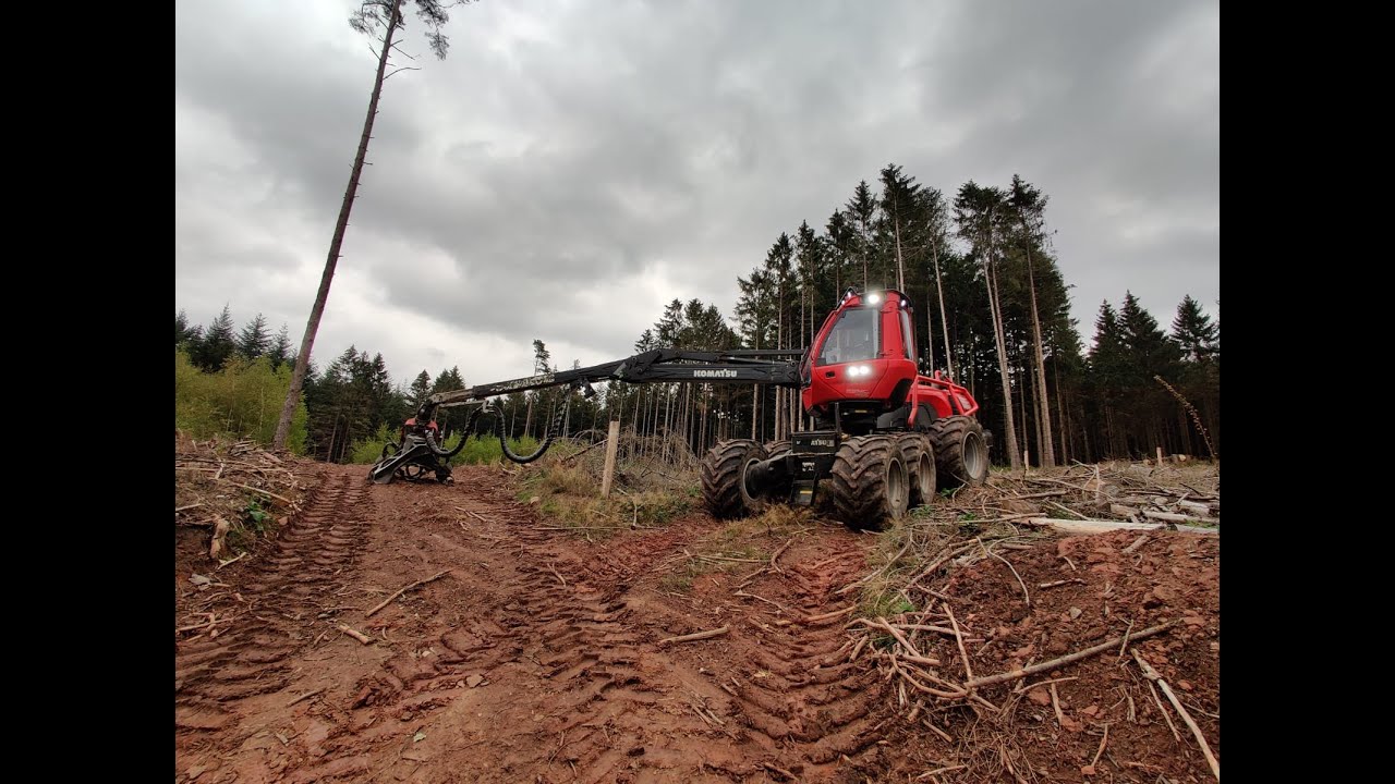 Cutting Bark Beetle Wood #1 | Komatsu 911.6 Harvesting [4k60][Timelapse]
