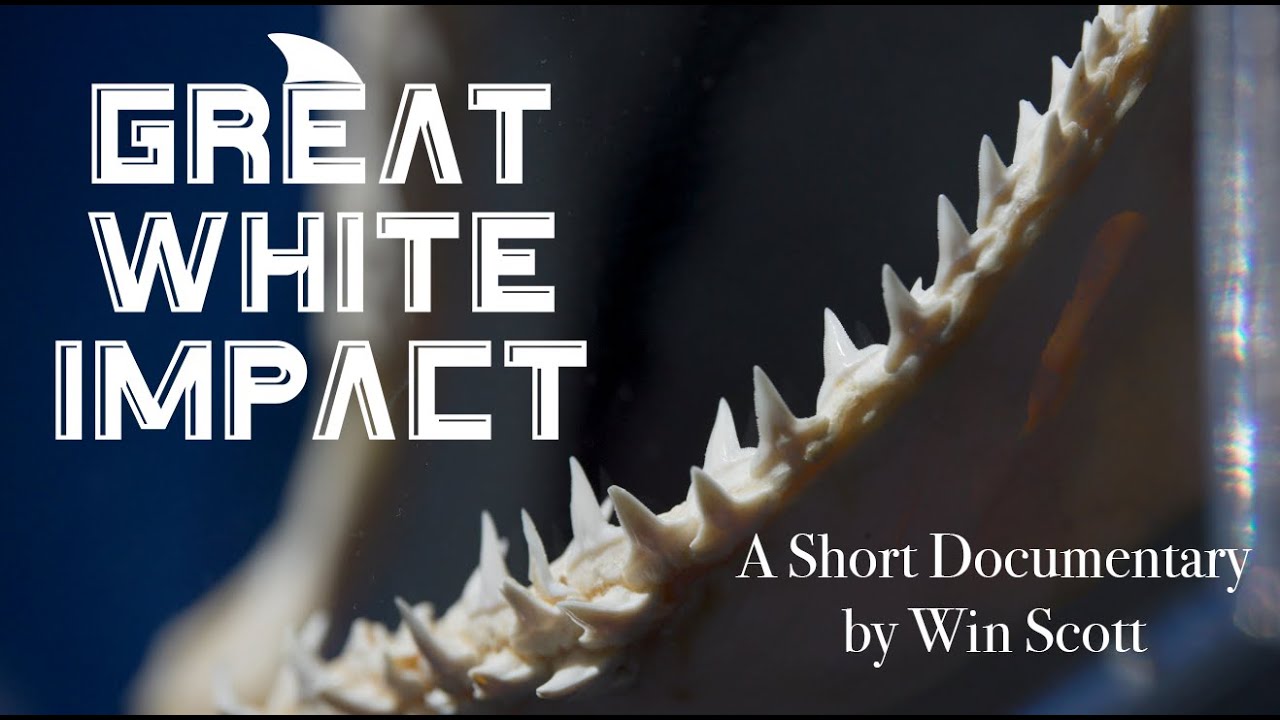 Great White Impact | Short Documentary