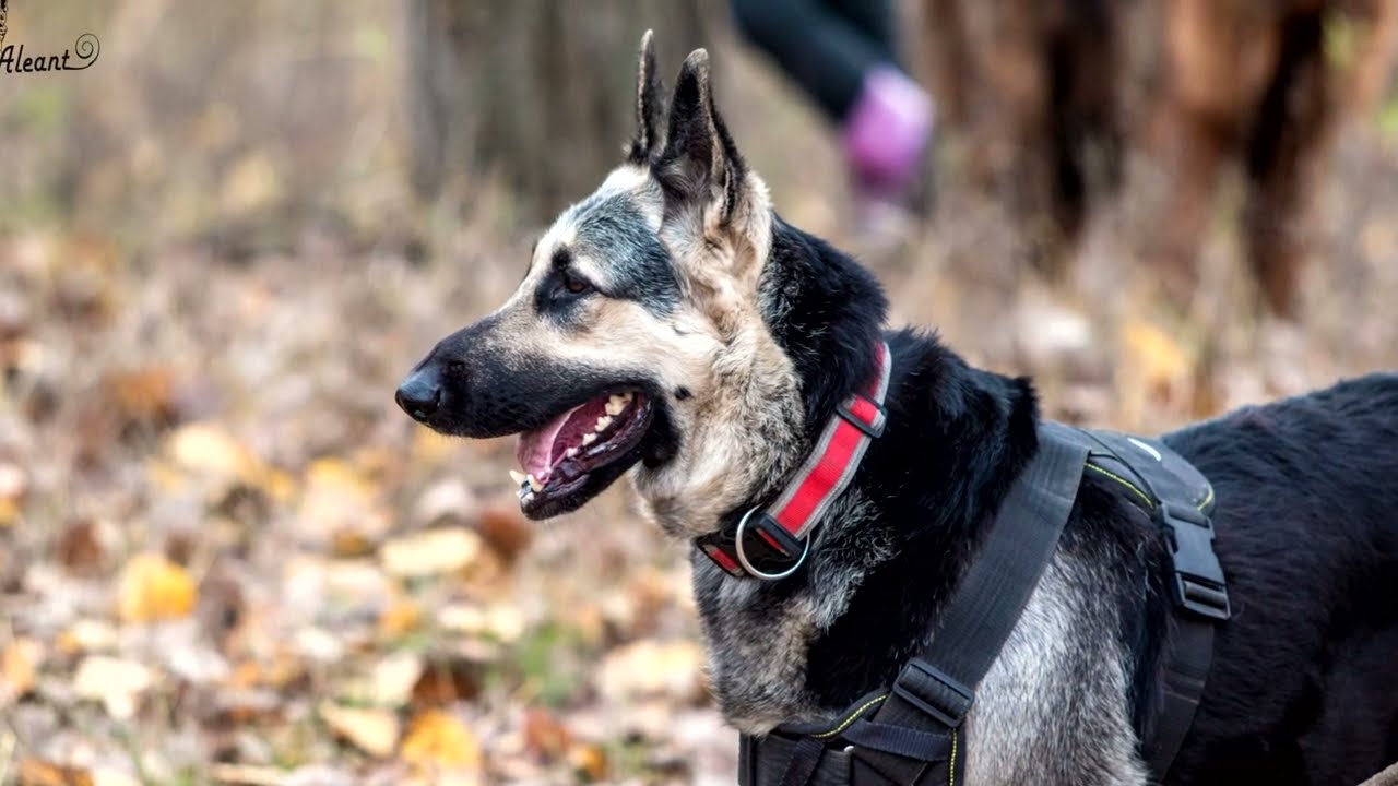 East European Shepherd (Breed standard, Head)