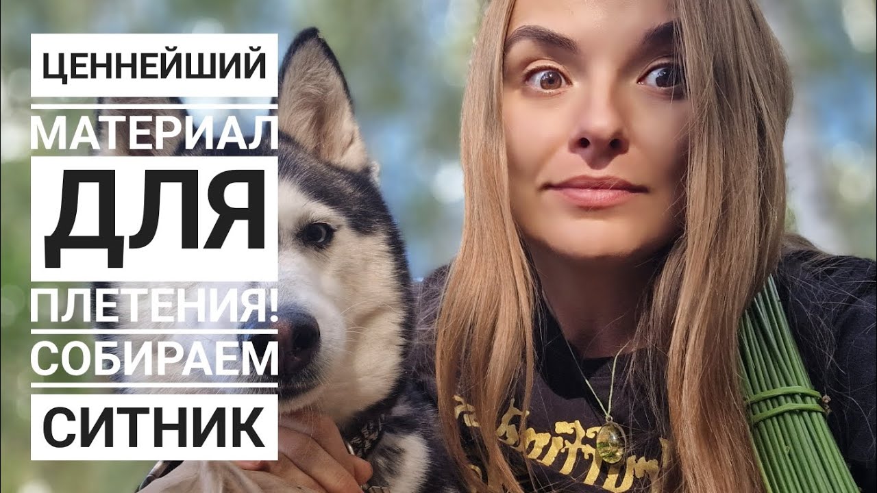 Ценнейшая трава для любого плетения! Собираем ситник (болотник)