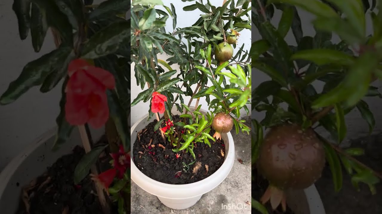 My home terrace garden #Dubai to India#Assam#guwahaticity #hometown #travel #food #dubai #explore 