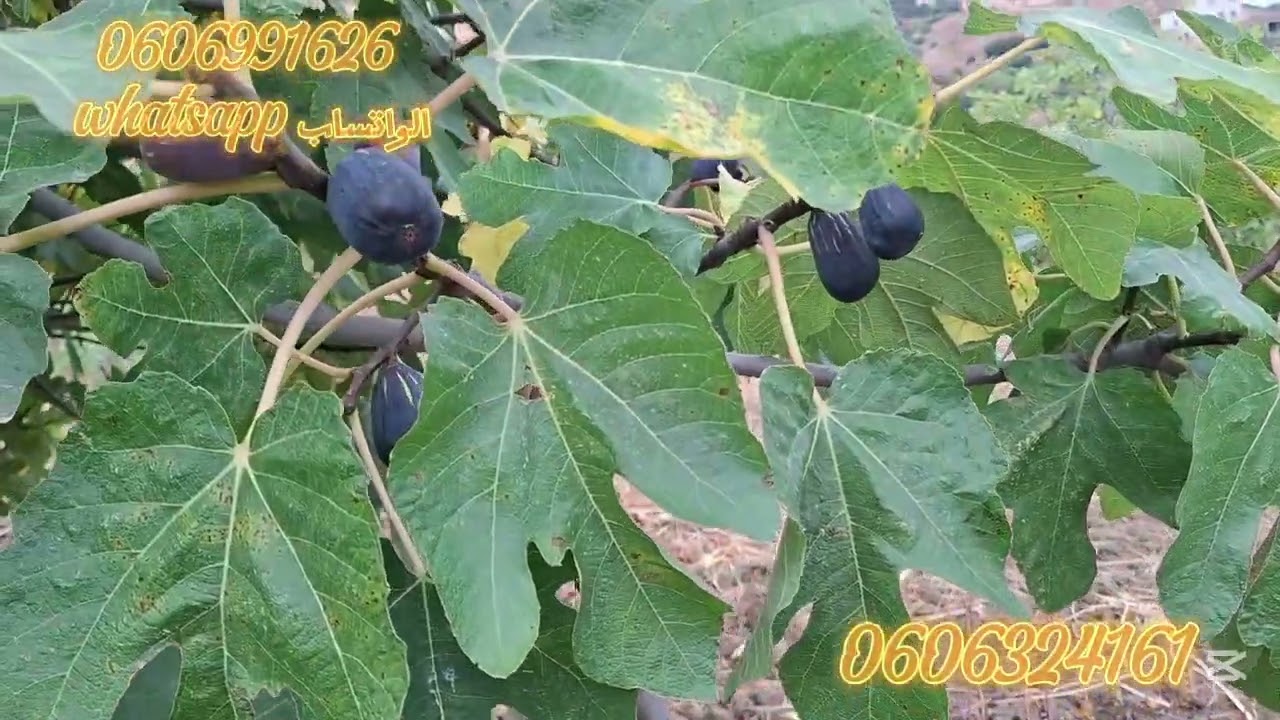 قطعة ارضيه ملكية 2020متر مغروسة بالاشجار الكرموص قريبه للماء والضوء على الطريق نواحي القصر الصغير 
