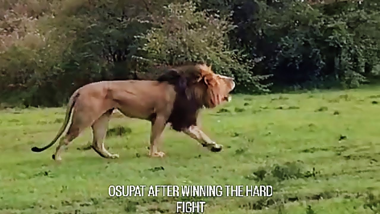 Osupaat Male Lion after defeating Salas Male Lion | Lion Warfare | 30 October 2025