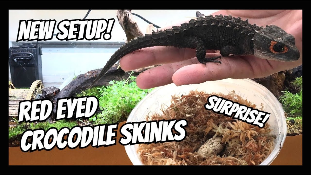Rehousing my Red Eyed Crocodile Skinks (Tribolonotus gracilis) + SURPRISE!