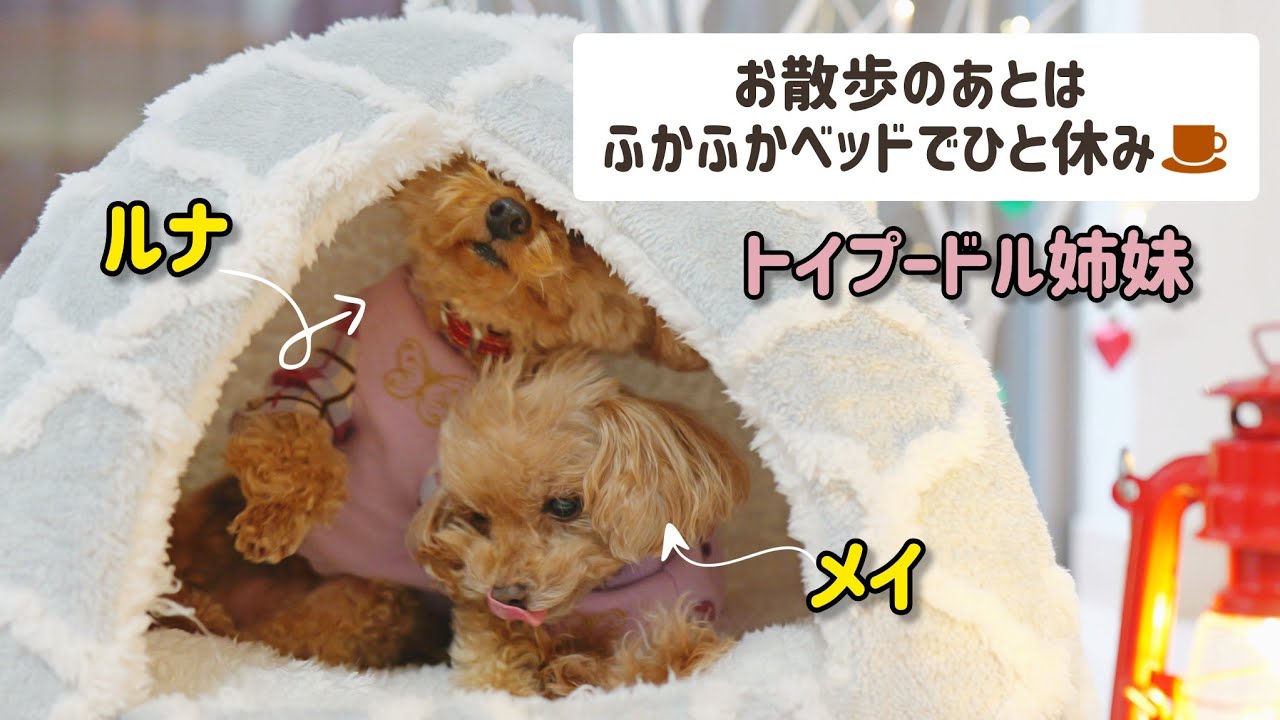 【メイとルナ】トイプードル姉妹のVlog｜お散歩後はまったり☕ふかふかベッドで休む愛犬