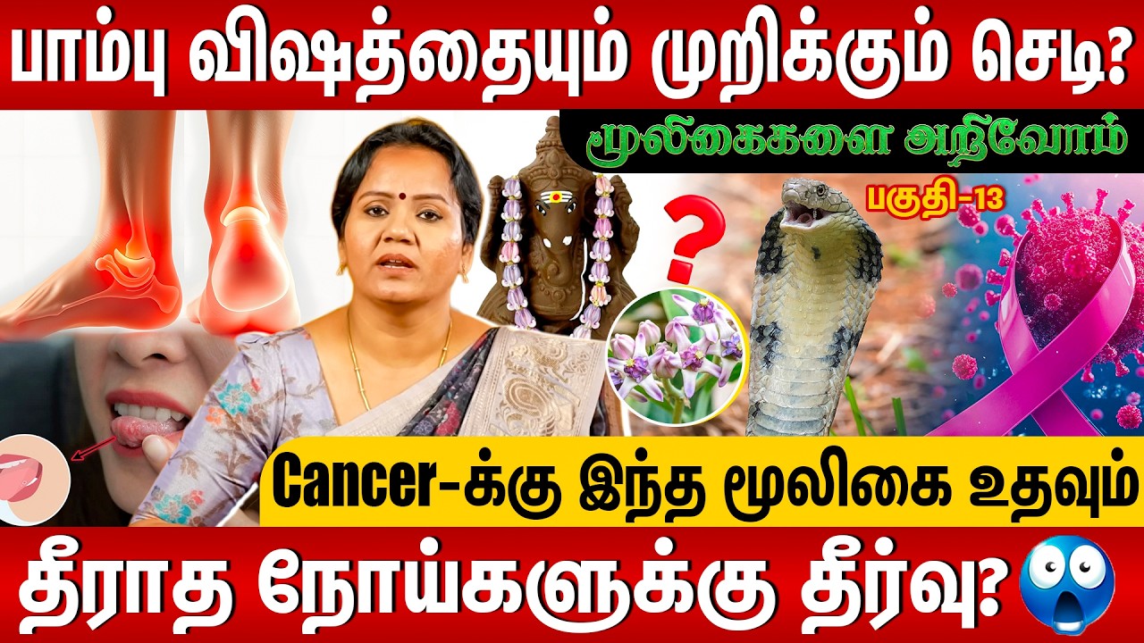 எருக்கன் செடியின் மருத்துவமும்..விஷமும்😱🍃நம்ப முடியாத உண்மை.! இப்படி Use பண்ணுங்க..! #viralvideo