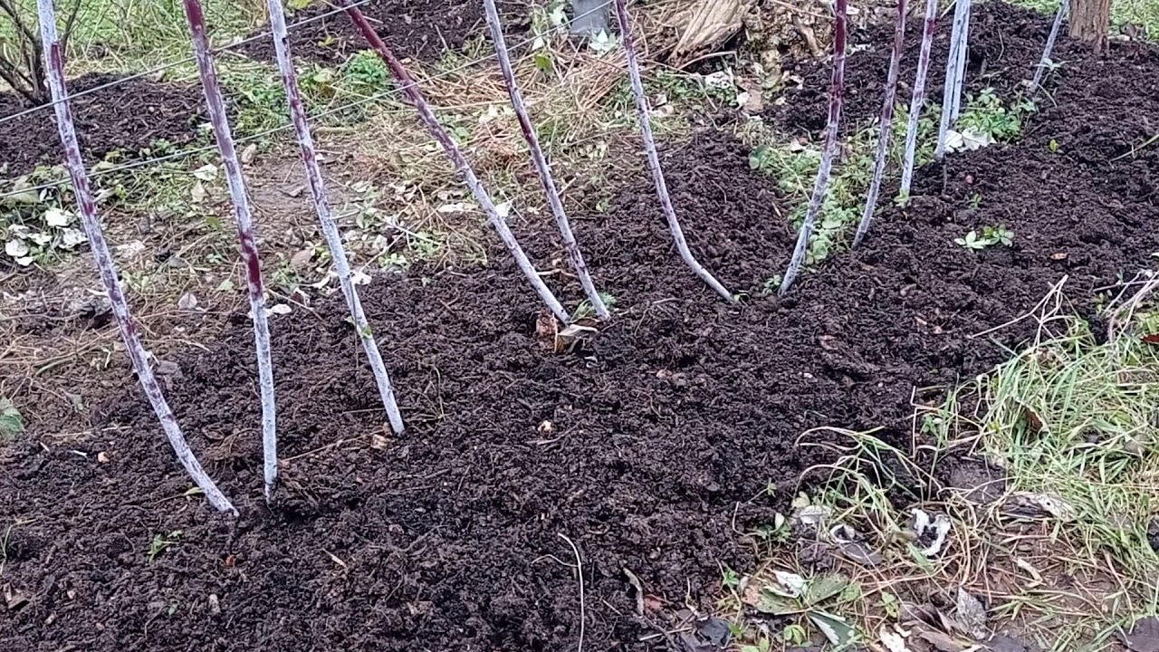 Black raspberry fertilization
