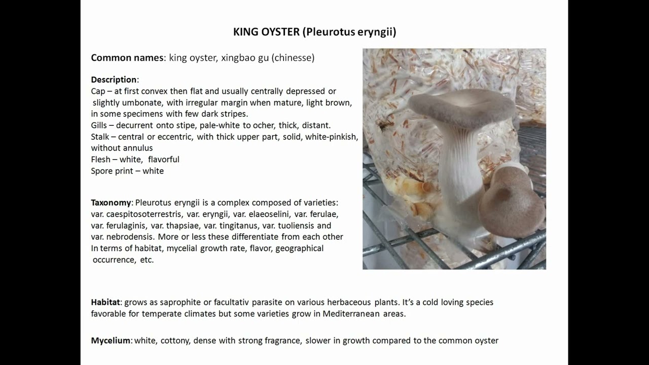 On king oyster mushroom cultivation